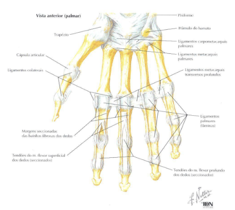 Fisioterapia do dedo . ligamento rompido